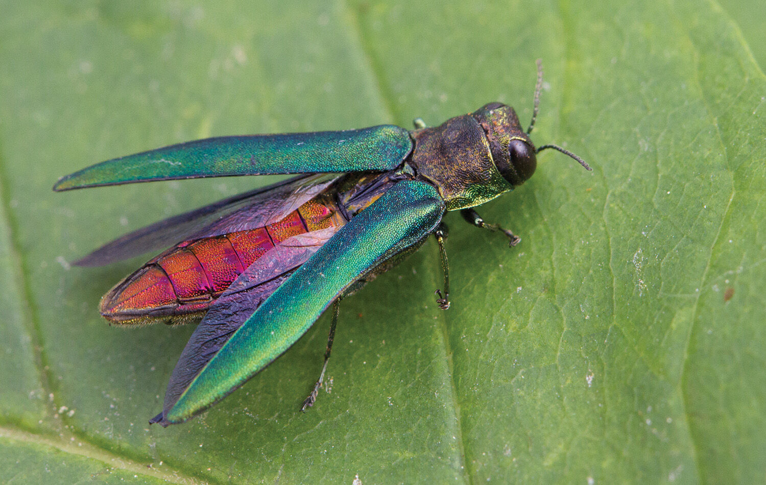 TP_0521_PestBug_Borer.jpg